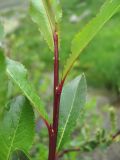 Salix kazbekensis