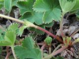Alchemilla caucasica. Основание побега. Кабардино-Балкария, Эльбрусский р-н, долина р. Ирикчат, ок. 3100 м н.у.м., каменистое место. 06.07.2020.