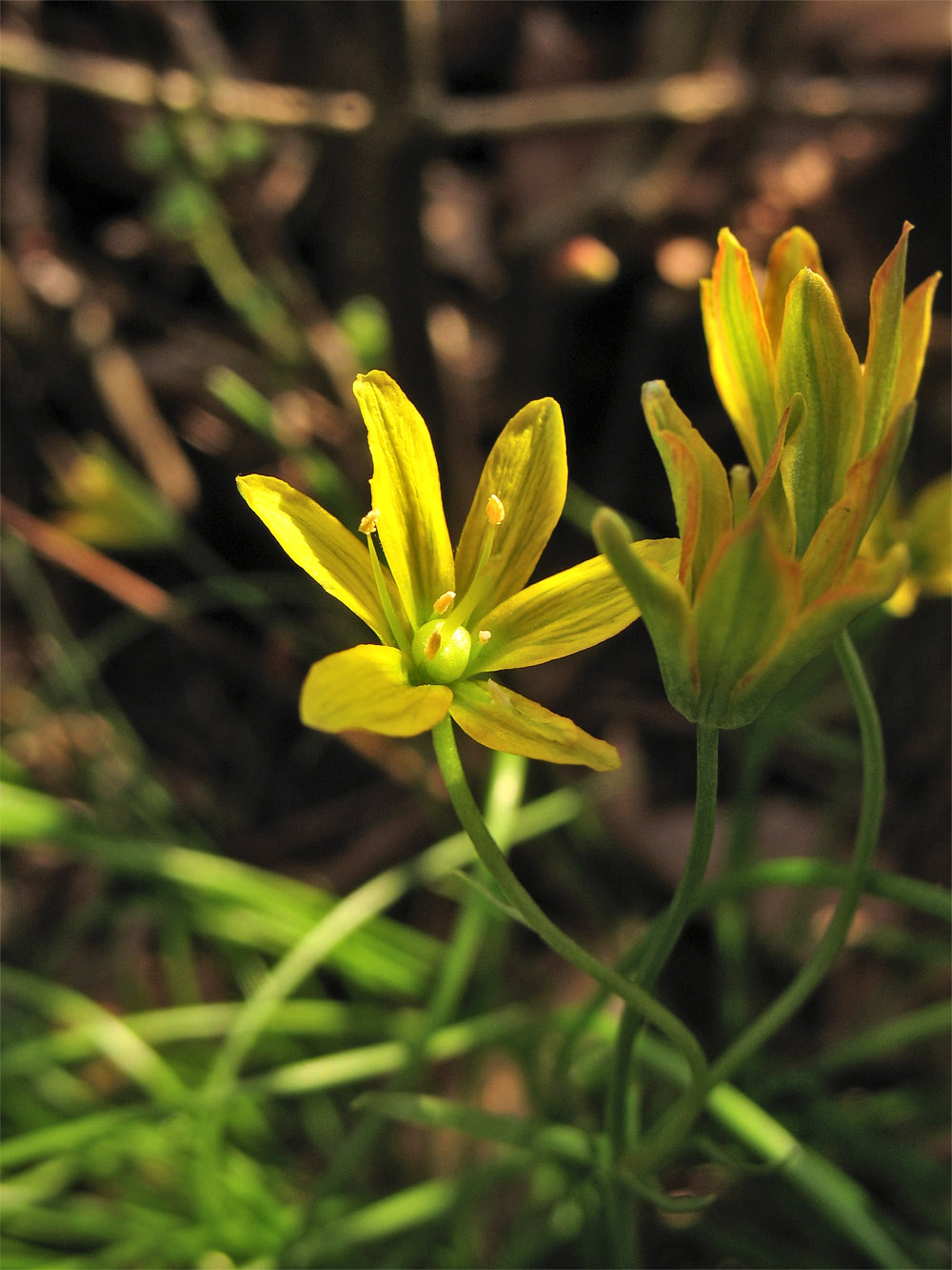Image of Gagea spathacea specimen.