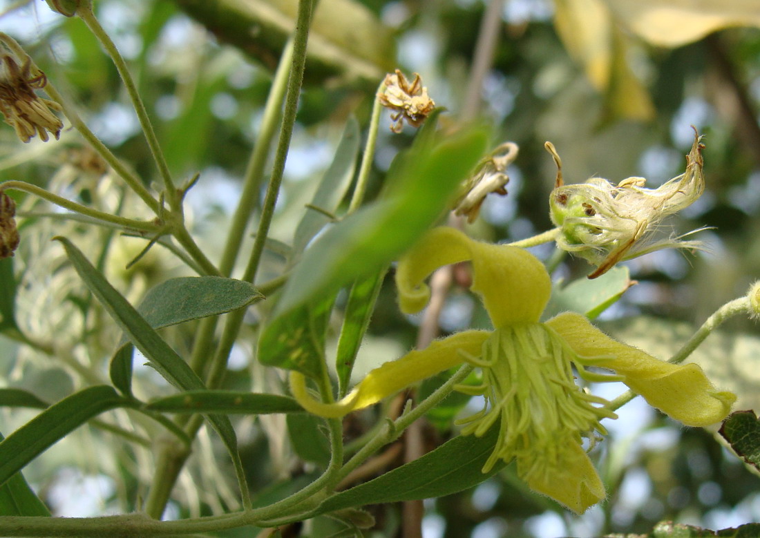 Изображение особи Clematis orientalis.