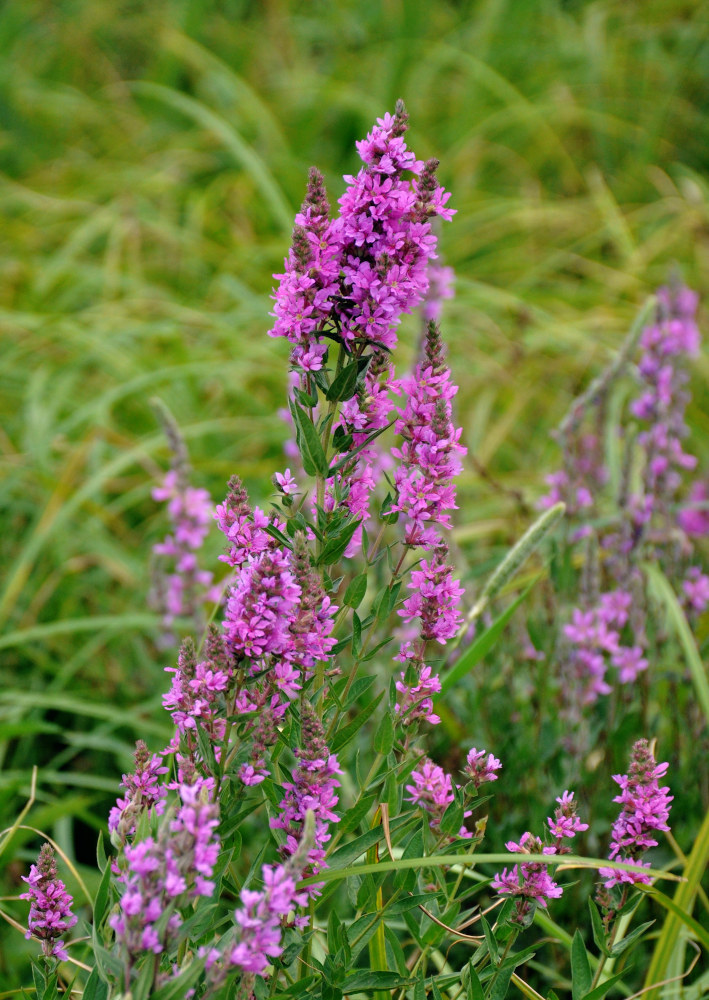 Image of Lythrum salicaria specimen.
