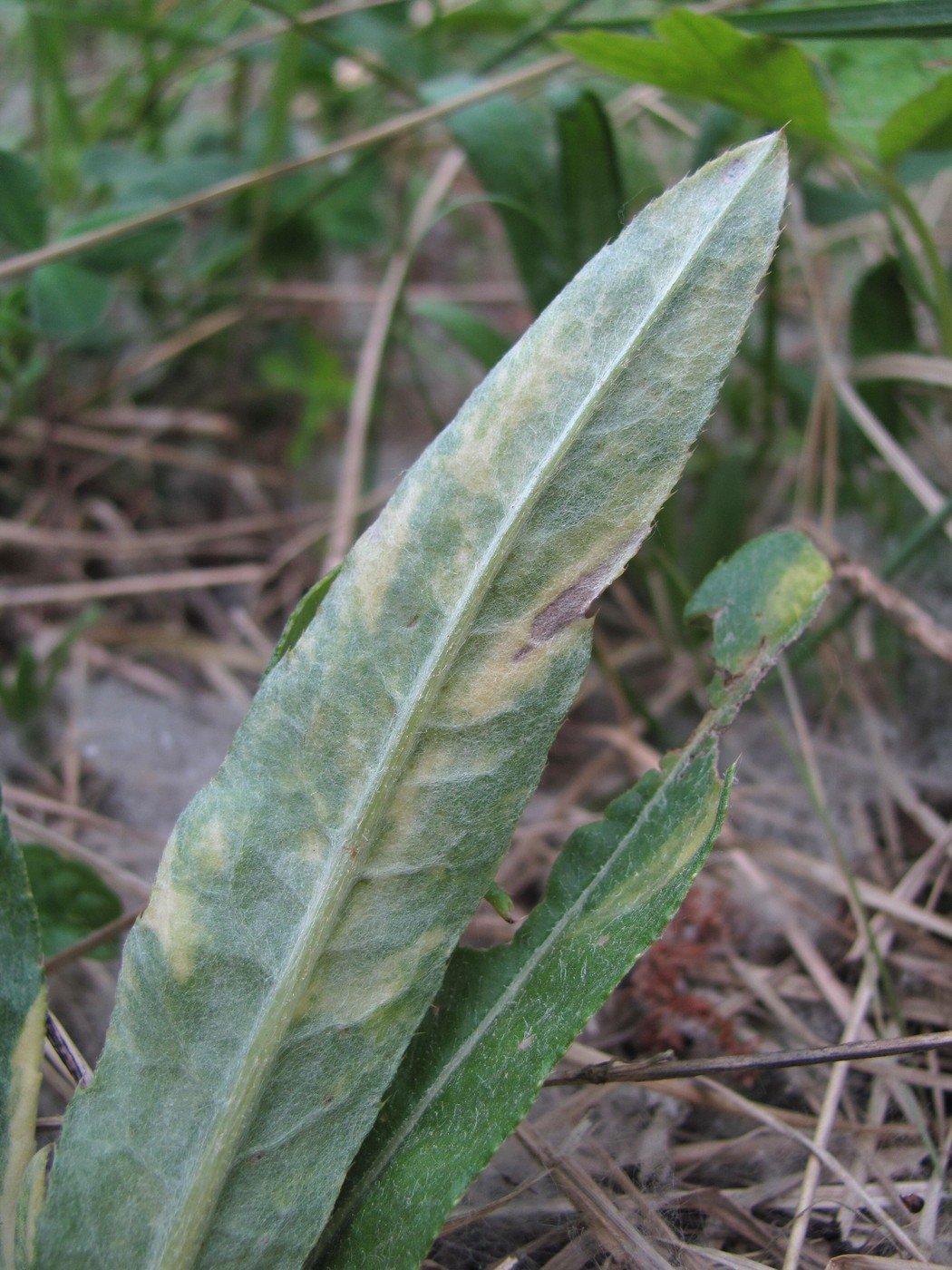 Image of Cirsium setosum specimen.