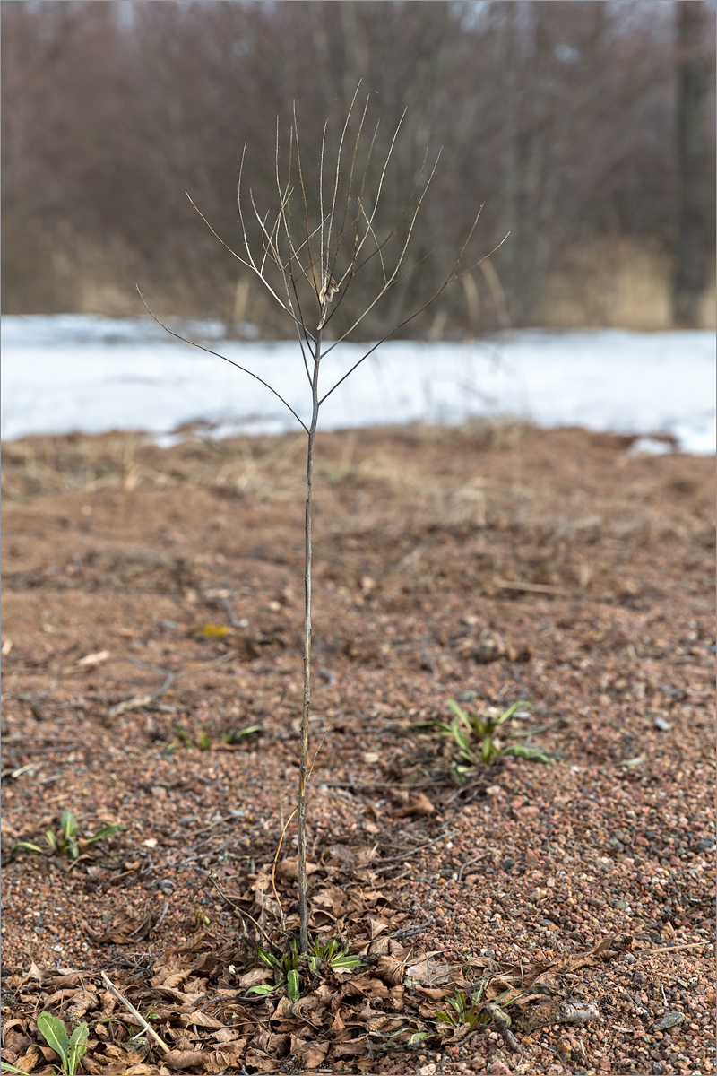 Image of Isatis tinctoria specimen.