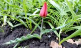 Tulipa suaveolens