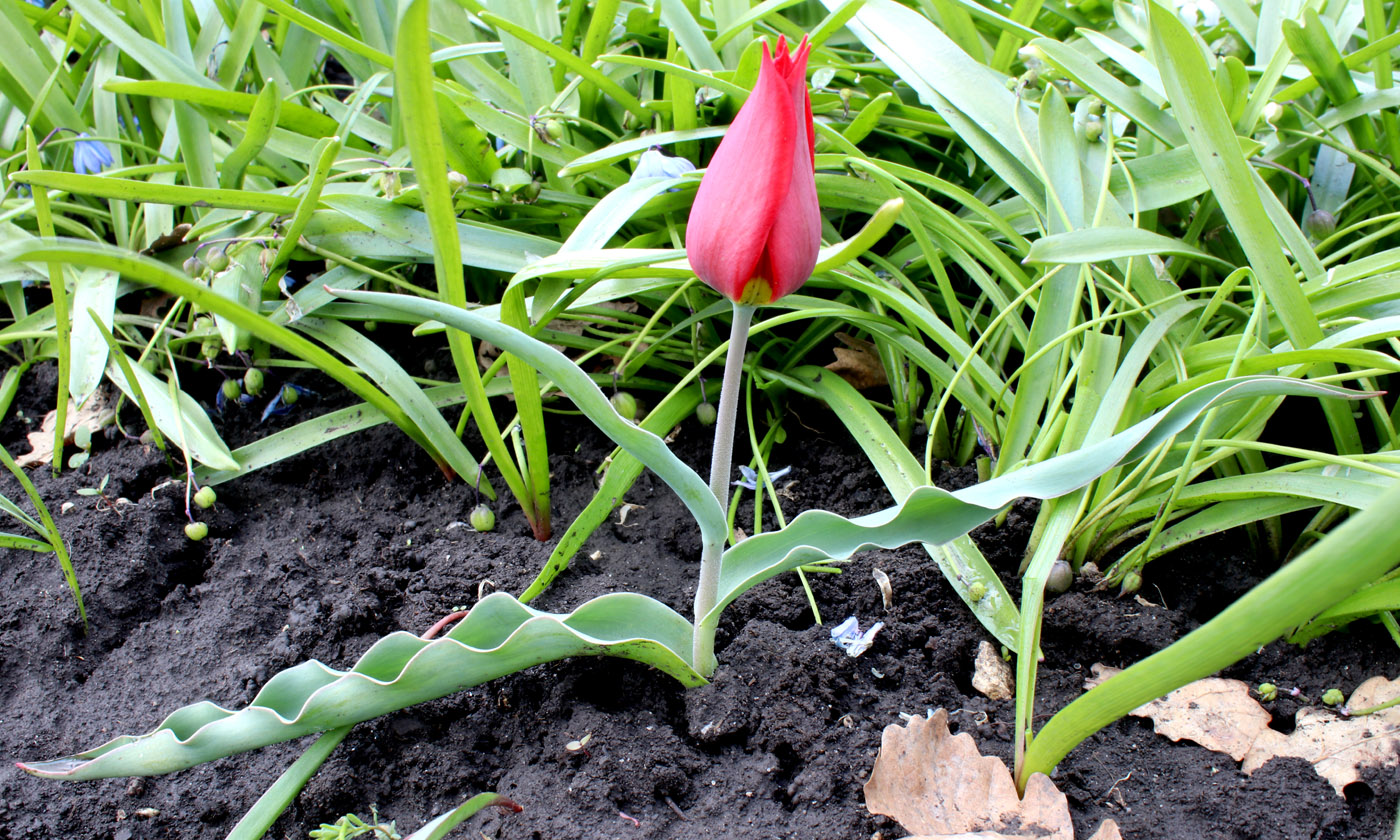 Изображение особи Tulipa suaveolens.