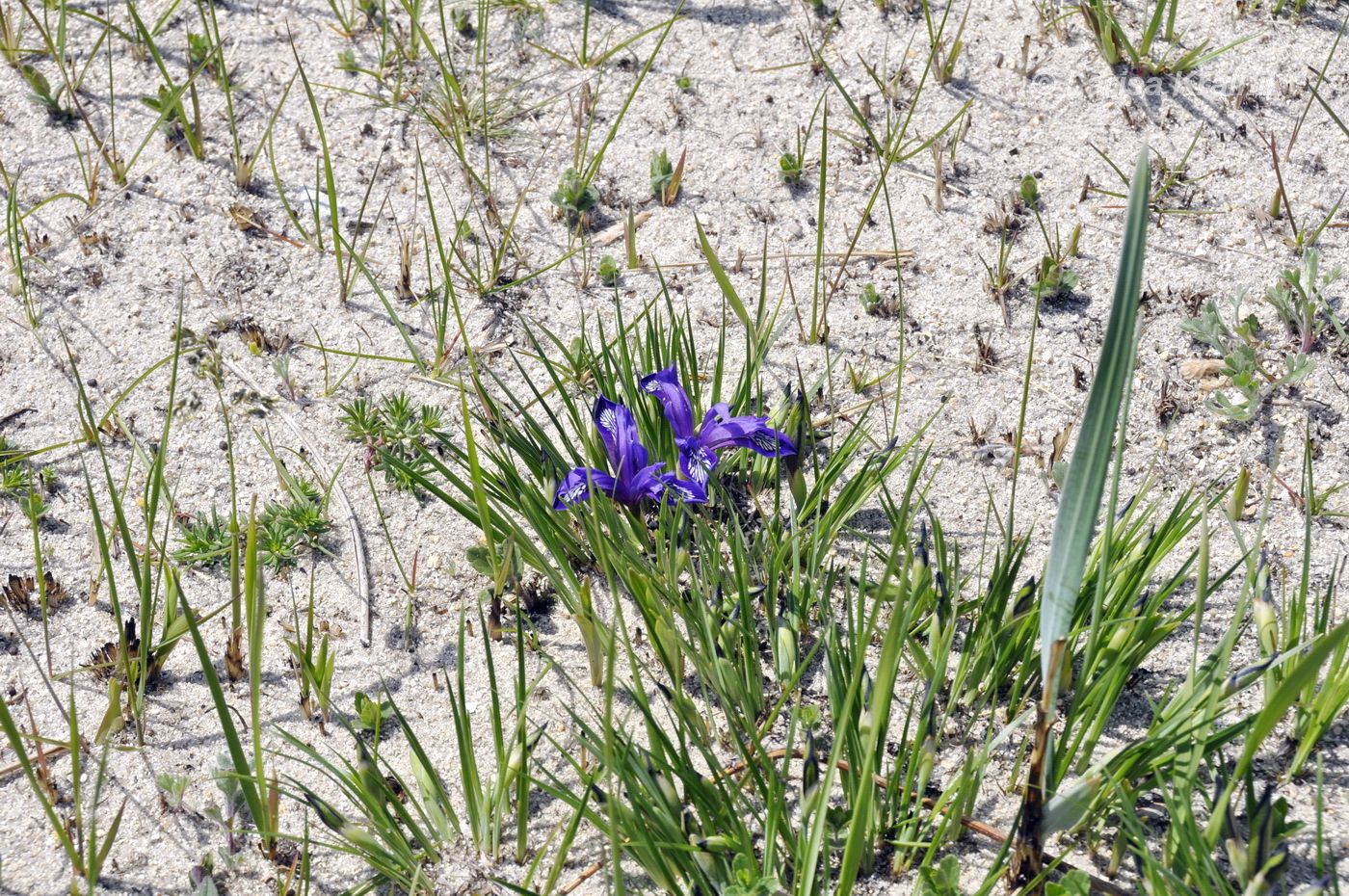 Image of Iris uniflora specimen.