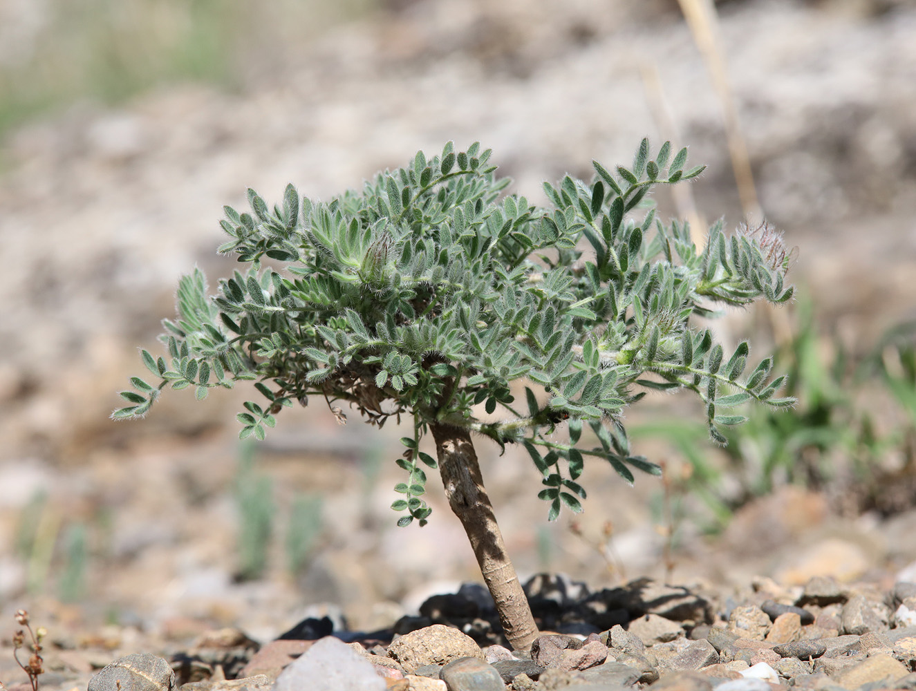 Изображение особи Astragalus setosulus.