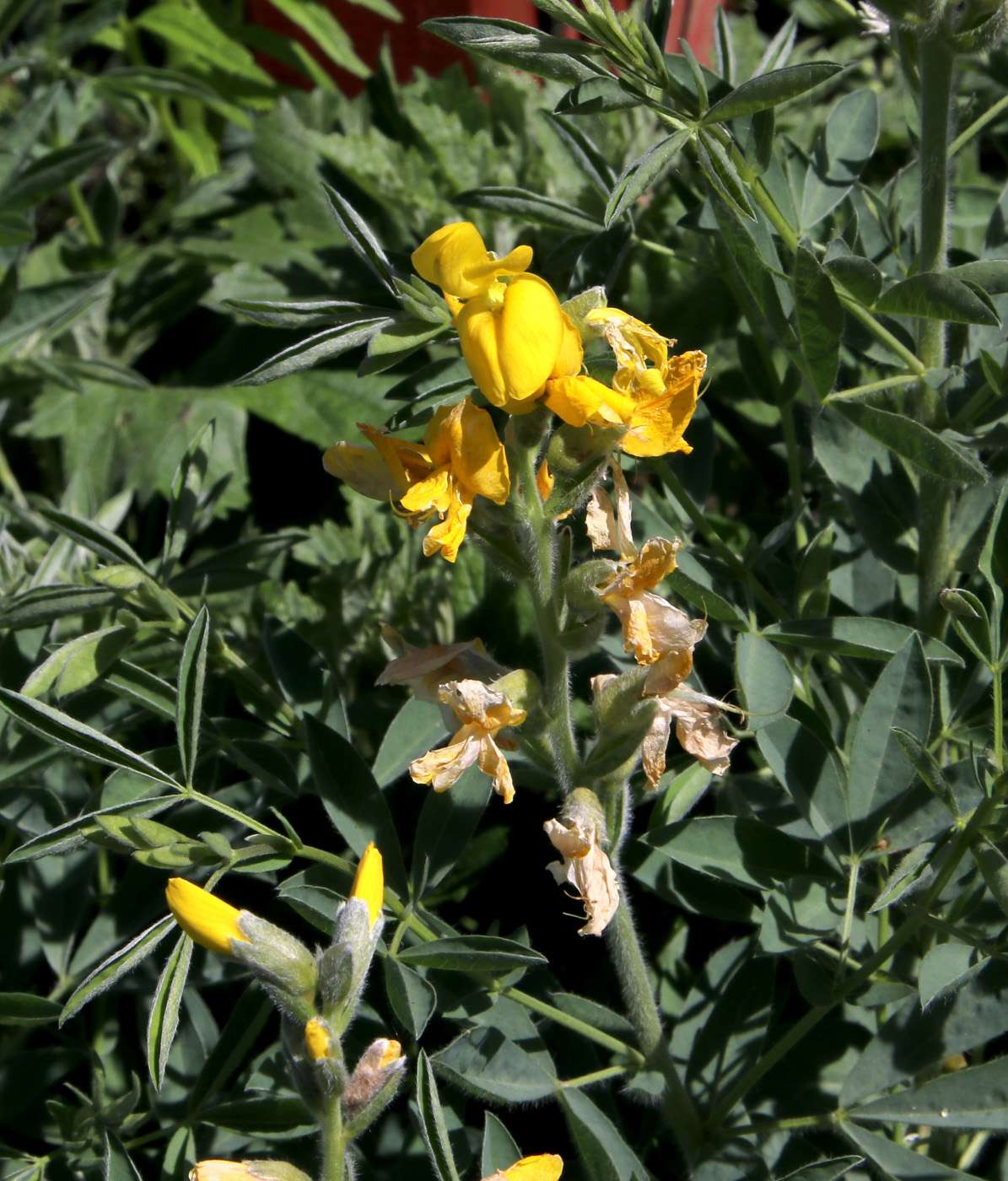 Изображение особи Thermopsis lanceolata.