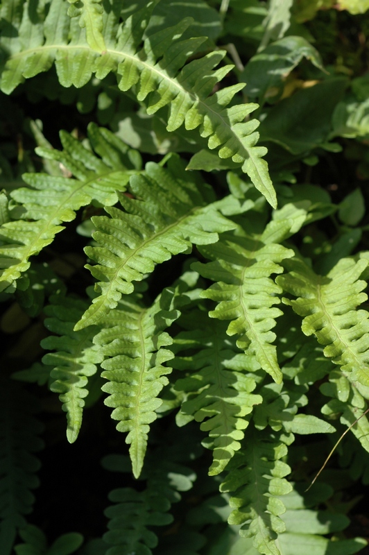 Изображение особи Polypodium sibiricum.