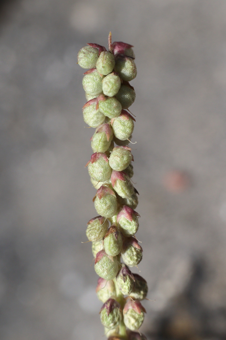 Image of Melilotus indicus specimen.