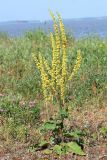 Verbascum nigrum