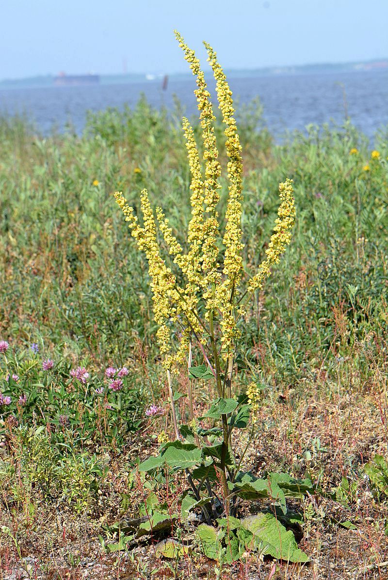 Изображение особи Verbascum nigrum.