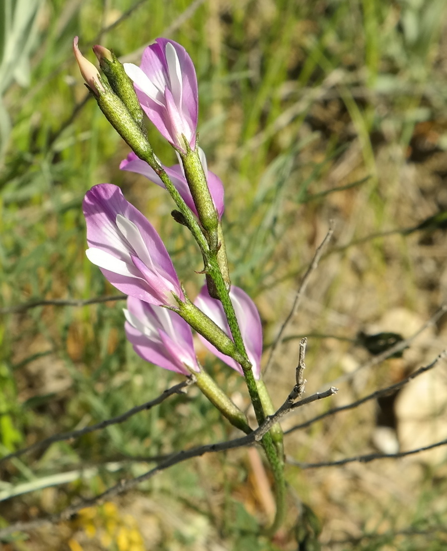 Изображение особи Astragalus subuliformis.