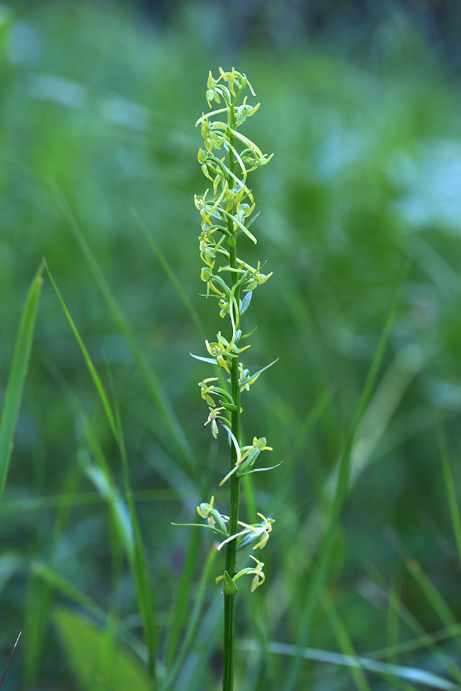 Изображение особи Platanthera tipuloides.