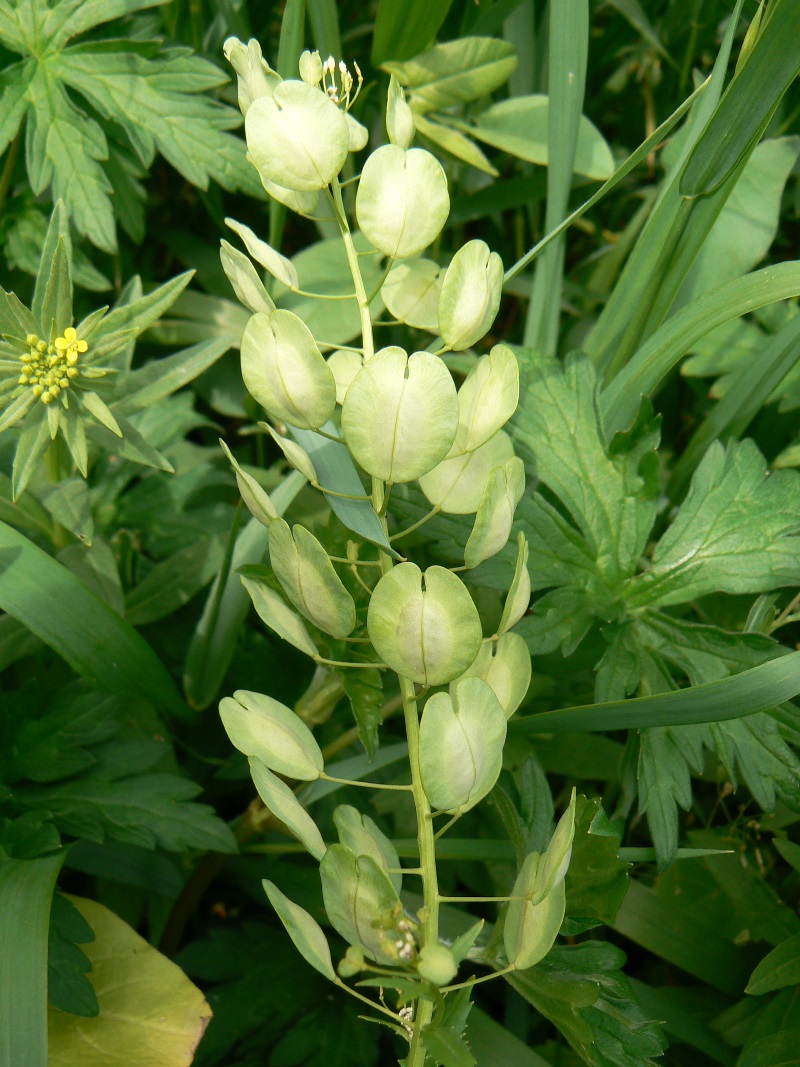 Image of Thlaspi arvense specimen.