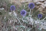 Echinops ruthenicus