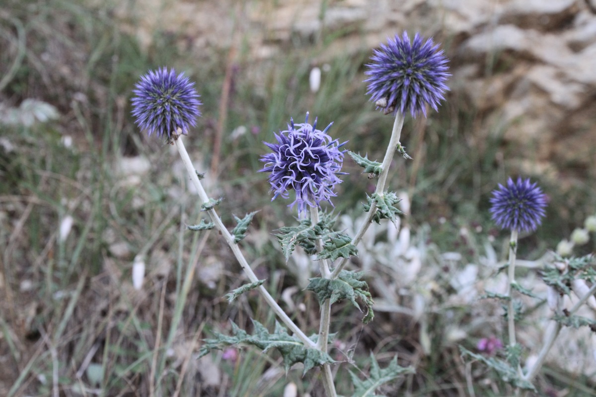 Изображение особи Echinops ritro.
