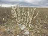 Artemisia lercheana