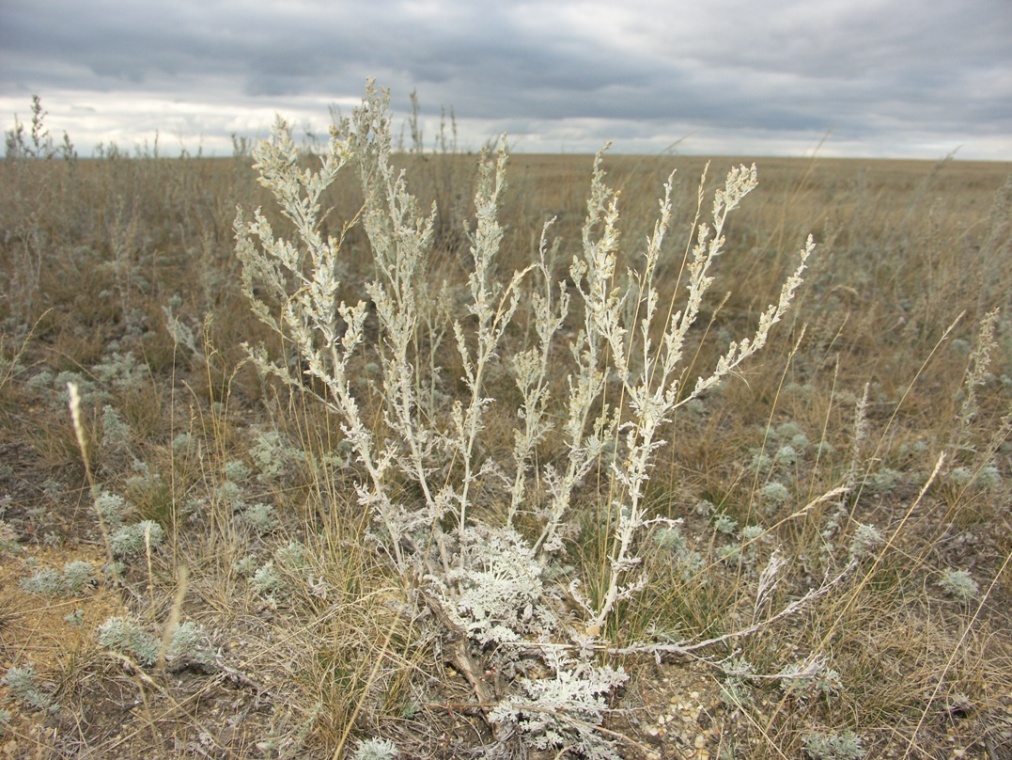 Изображение особи Artemisia lercheana.