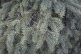 Picea pungens f. glauca