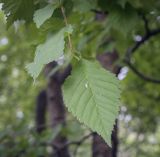 род Prunus. Лист. Москва, ГБС РАН, дендрарий. 29.08.2021.