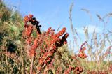 genus Chenopodium. Верхушка плодоносящего растения. Приморье, Хасанский р-н, окр. с. Рязановка, бух. Горшкова, кромка каменистого пляжа. 02.10.2021.