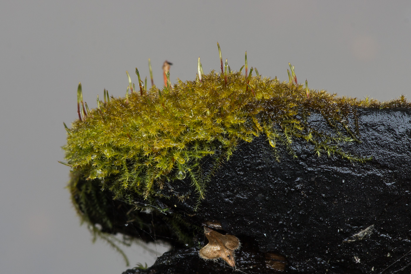 Image of class Bryopsida specimen.