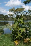 Heracleum sosnowskyi. Плодоносящее растение. Псковская обл., Пустошкинский р-н, окр. дер. Кузнецово, берег оз. Островито, злаковый луг. 30.07.2021.