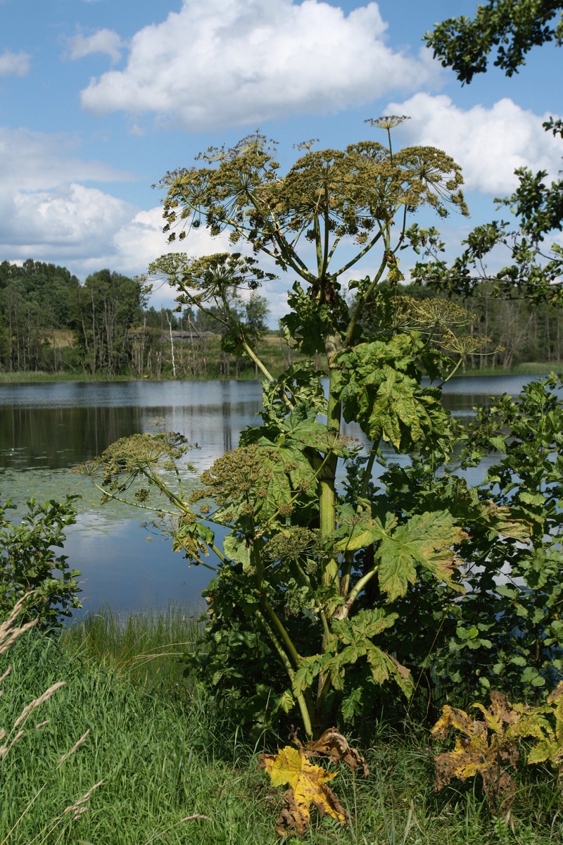 Image of Heracleum sosnowskyi specimen.