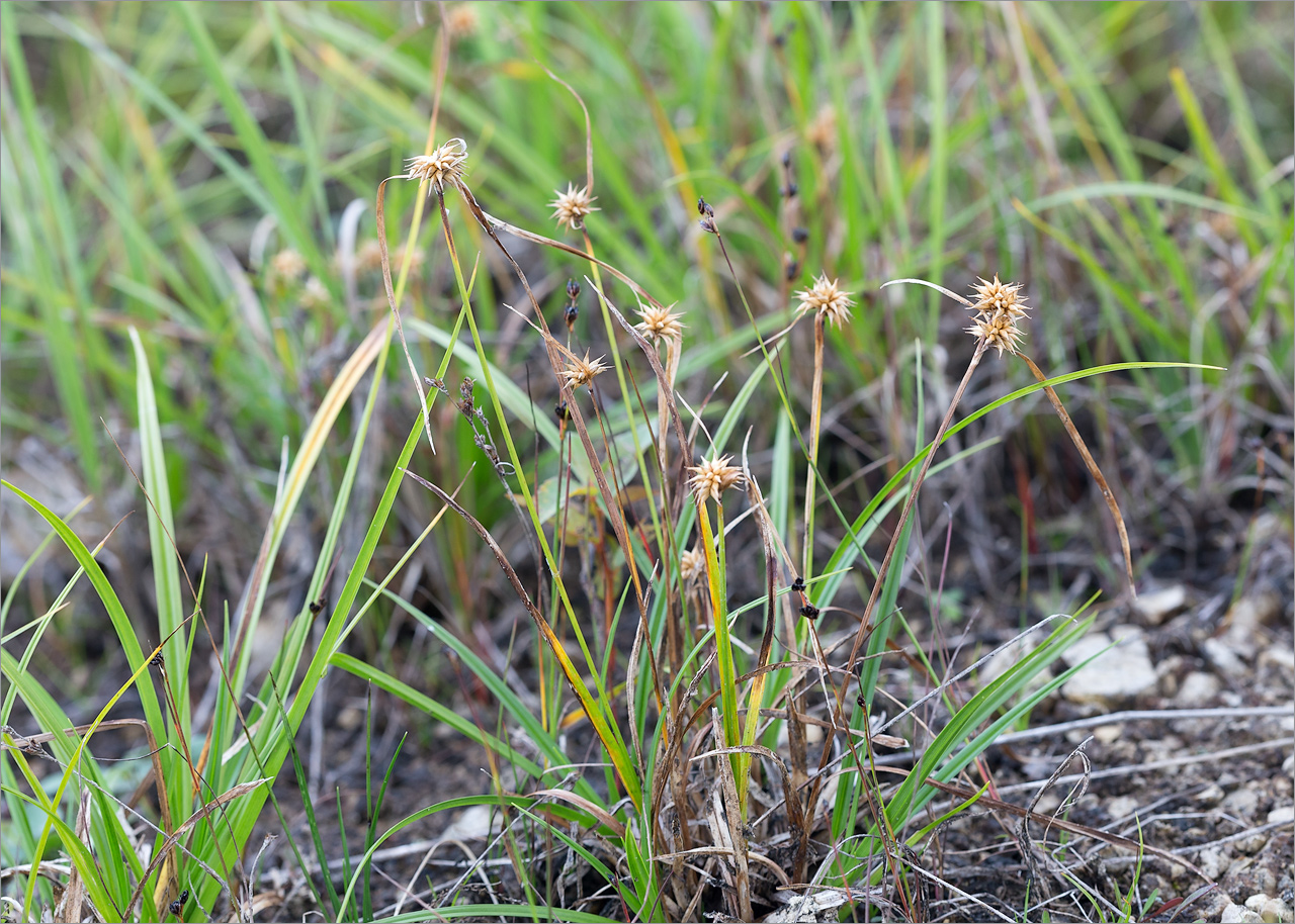 Изображение особи Carex flava.