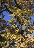genus Quercus. Средняя часть ствола с ветвями с листвой в осенней окраске. Испания, Каталония, пров. Барселона, комарка Осона, муниципалитет Рупит-и-Пруит, окр. водопада Сальт-де-Сальент, ≈802 м н.у.м., край плато, древесно-кустарниковое сообщество. 15.12.2021.
