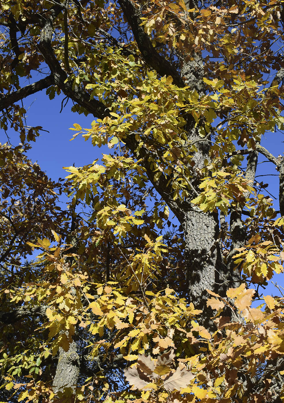 Изображение особи род Quercus.