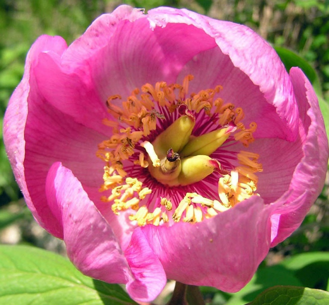 Image of Paeonia obovata specimen.