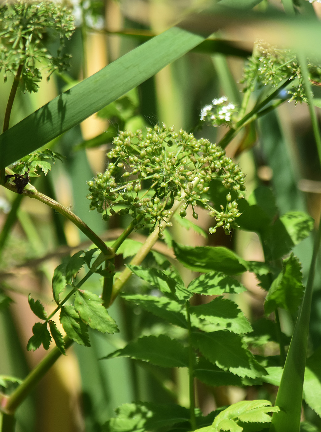 Изображение особи Sium latifolium.