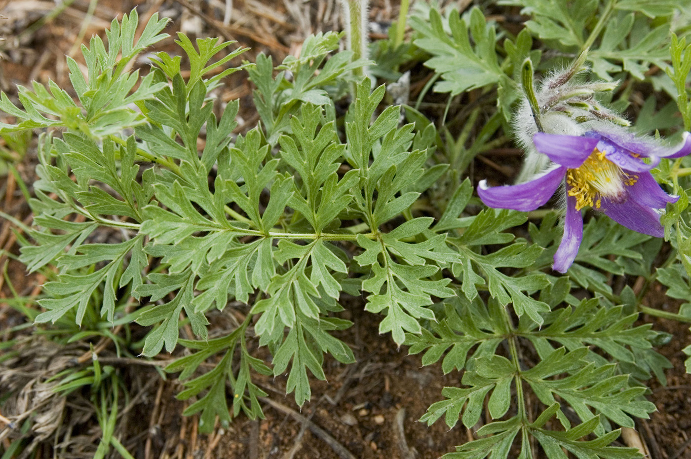 Image of Pulsatilla turczaninovii specimen.