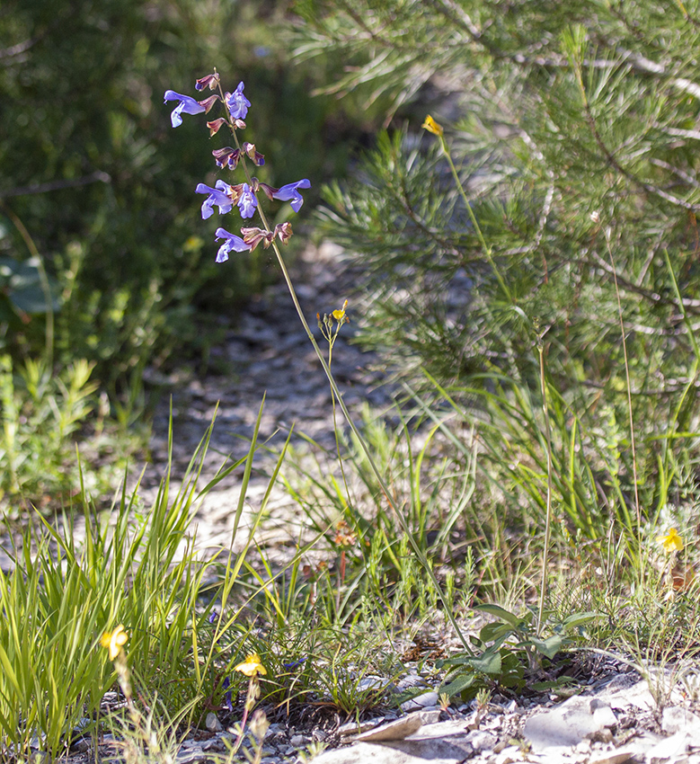 Image of Salvia ringens specimen.