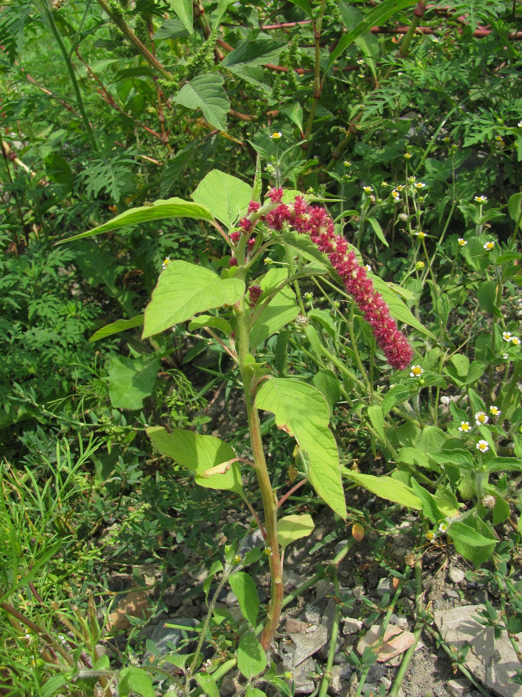 Изображение особи Amaranthus caudatus.