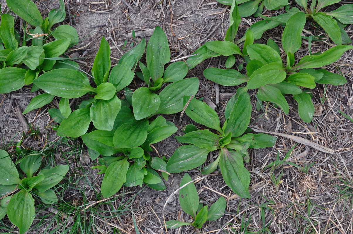 Изображение особи Plantago major.