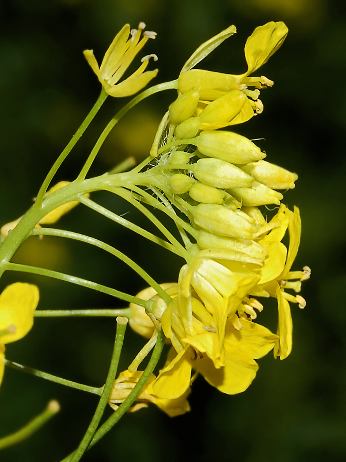 Изображение особи Sisymbrium loeselii.