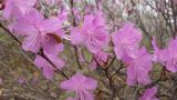 Rhododendron dauricum