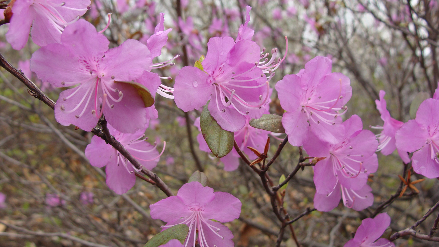 Изображение особи Rhododendron dauricum.