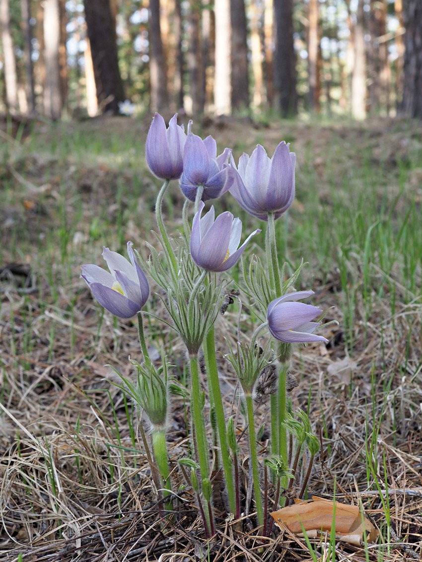 Image of Pulsatilla patens specimen.