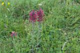 Echium russicum