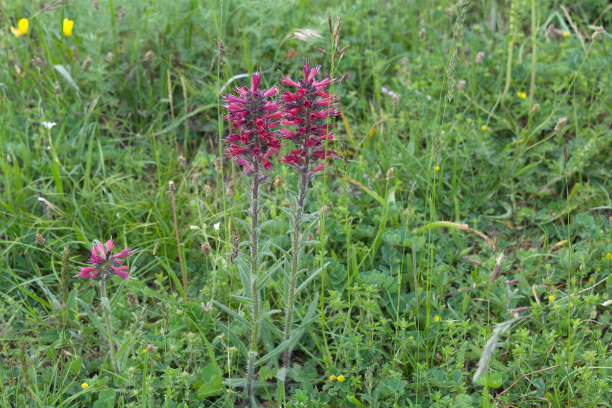 Изображение особи Echium russicum.