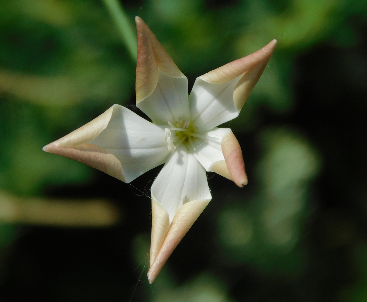 Image of Dianthus lanceolatus specimen.