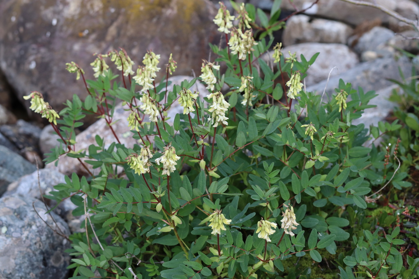 Изображение особи Astragalus frigidus.