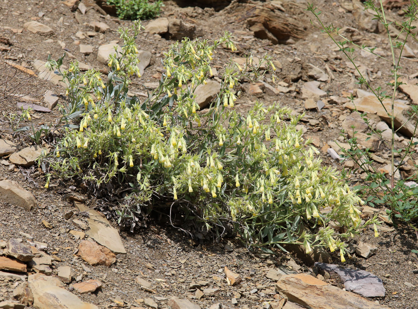 Image of Onosma sericea specimen.
