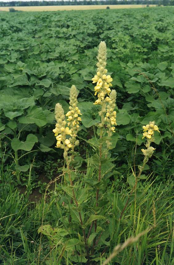 Изображение особи Verbascum ovalifolium.