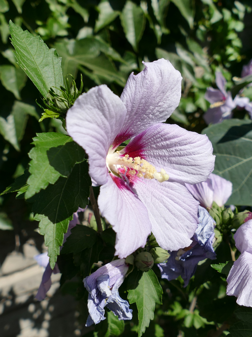 Image of Hibiscus syriacus specimen.