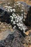 familia Asteraceae. Цветущие растения. Новая Зеландия, р-н Уаикато, национальный парк \"Tongariro\". 22.12.2013.